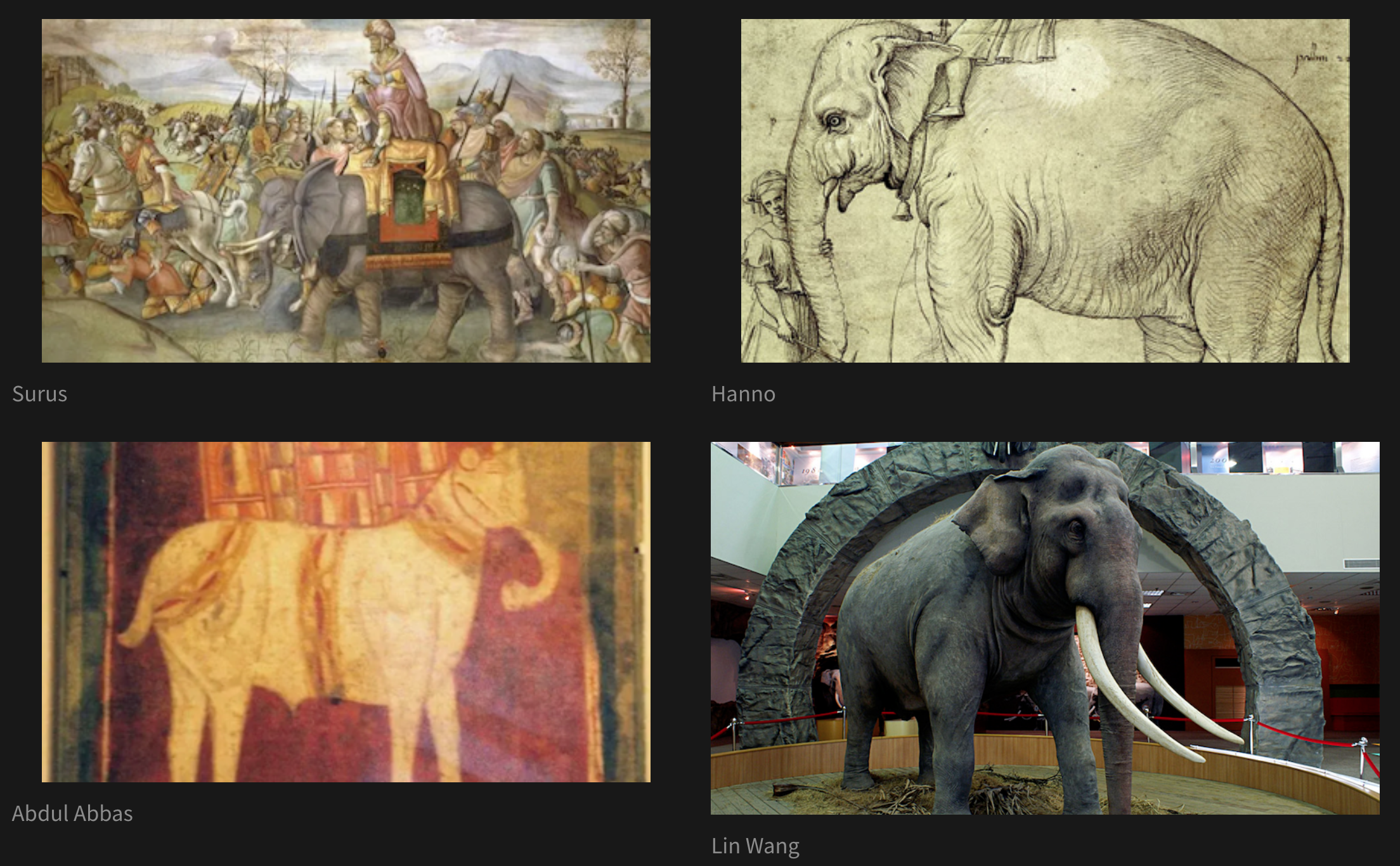 A 2x2 grid of pictures of elephants. There are labels underneath each of the pictures. Clockwise from the upper left, the labels say: Surus, Hanno, Lin Wang, and Abdul Abbas.
