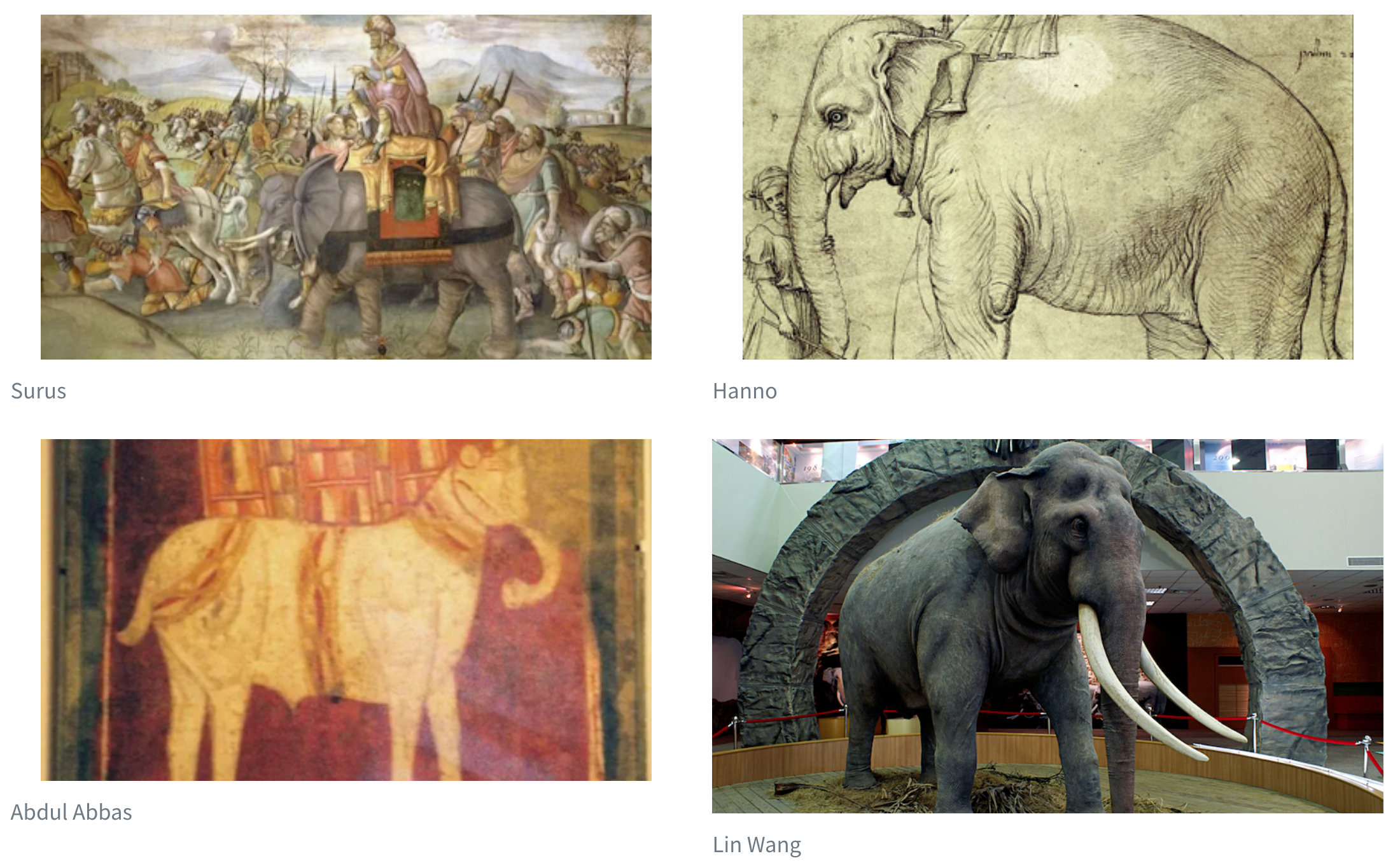 A 2x2 grid of pictures of elephants. There are labels underneath each of the pictures. Clockwise from the upper left, the labels say: Surus, Hanno, Lin Wang, and Abdul Abbas.
