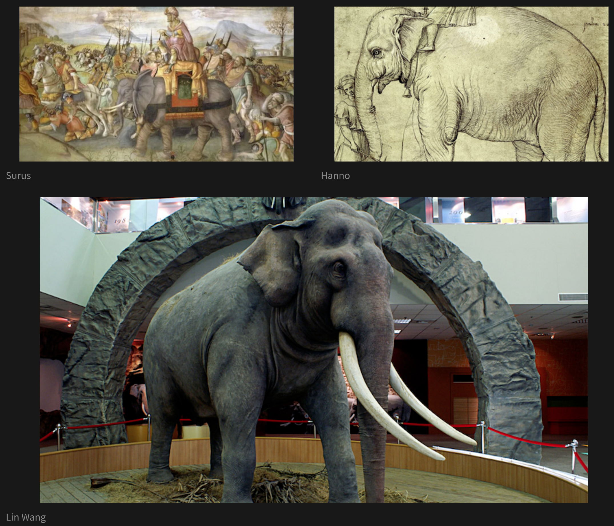 Three elephant pictures arranged such that two pictures are side-by-side in the first row, and the third picture is underneath both of these. The picture on the left in the first row is captioned 'Surus' and the picture on the right is captioned 'Hanno'. The picture underneath these two is captioned 'Lin Wang' and is as as wide and tall as the other two put together.