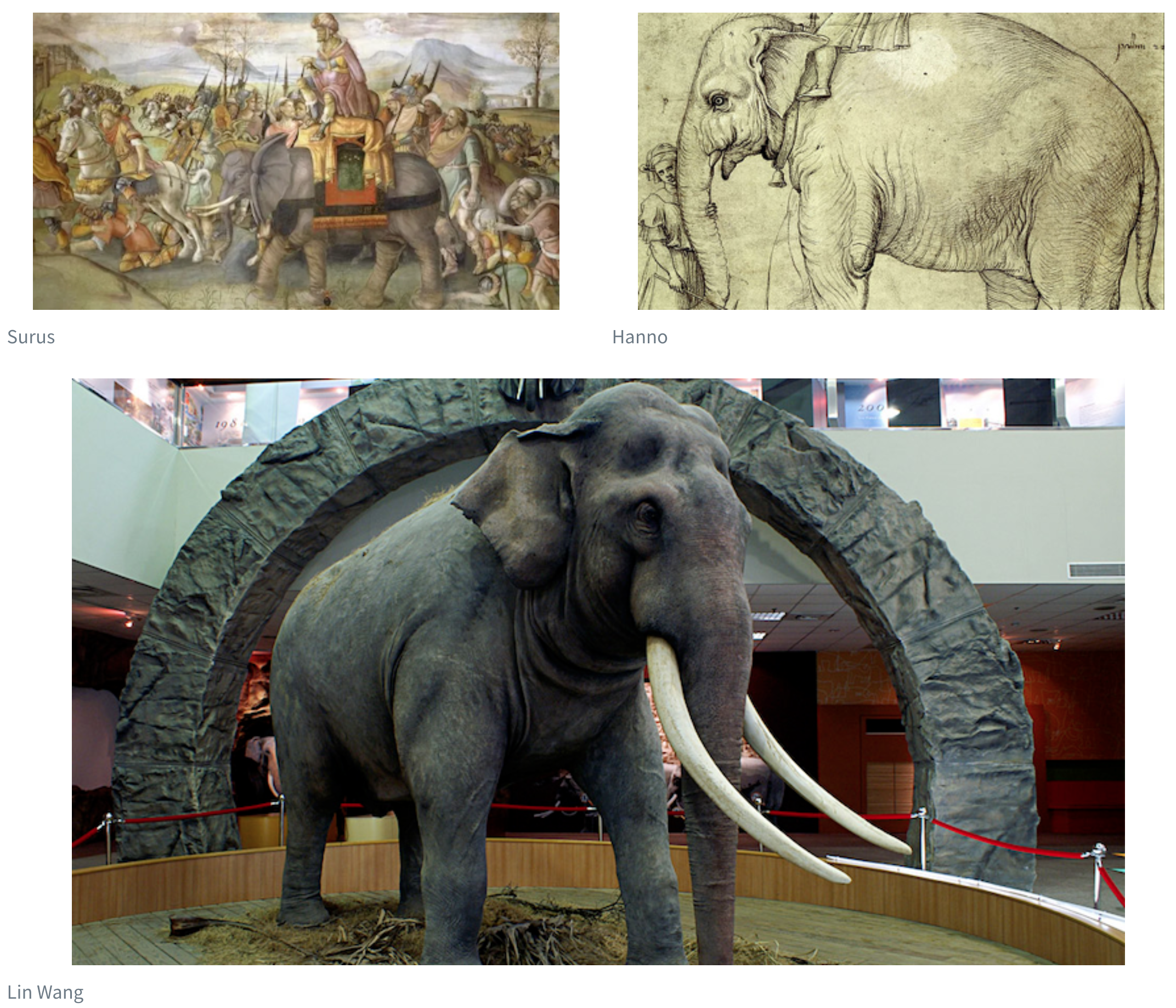 Three elephant pictures arranged such that two pictures are side-by-side in the first row, and the third picture is underneath both of these. The picture on the left in the first row is captioned 'Surus' and the picture on the right is captioned 'Hanno'. The picture underneath these two is captioned 'Lin Wang' and is as as wide and tall as the other two put together.