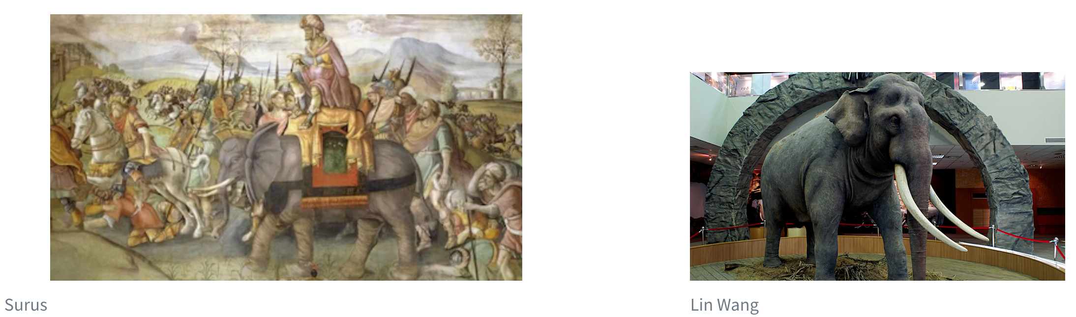 Two pictures of elephants side by side. The picture on the left has the label 'Figure 1: Surus' underneath it. The picture on the right has the label 'Figure 2: Lin Wang' underneath it. The figure on the left is more than twice the width and height of the figure on the right.